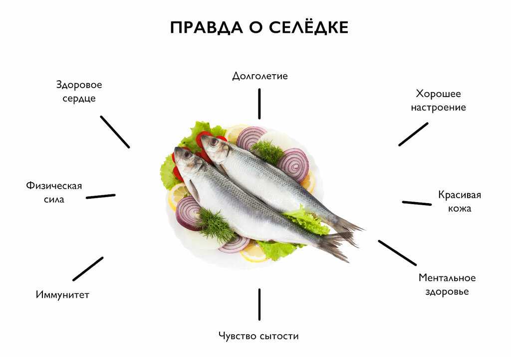 Сельдь: польза, вред и калорийность | food and health