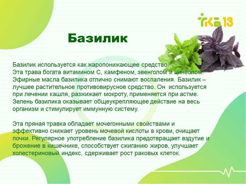 Лечебные свойства семян укропа для здоровья и возможные противопоказания
