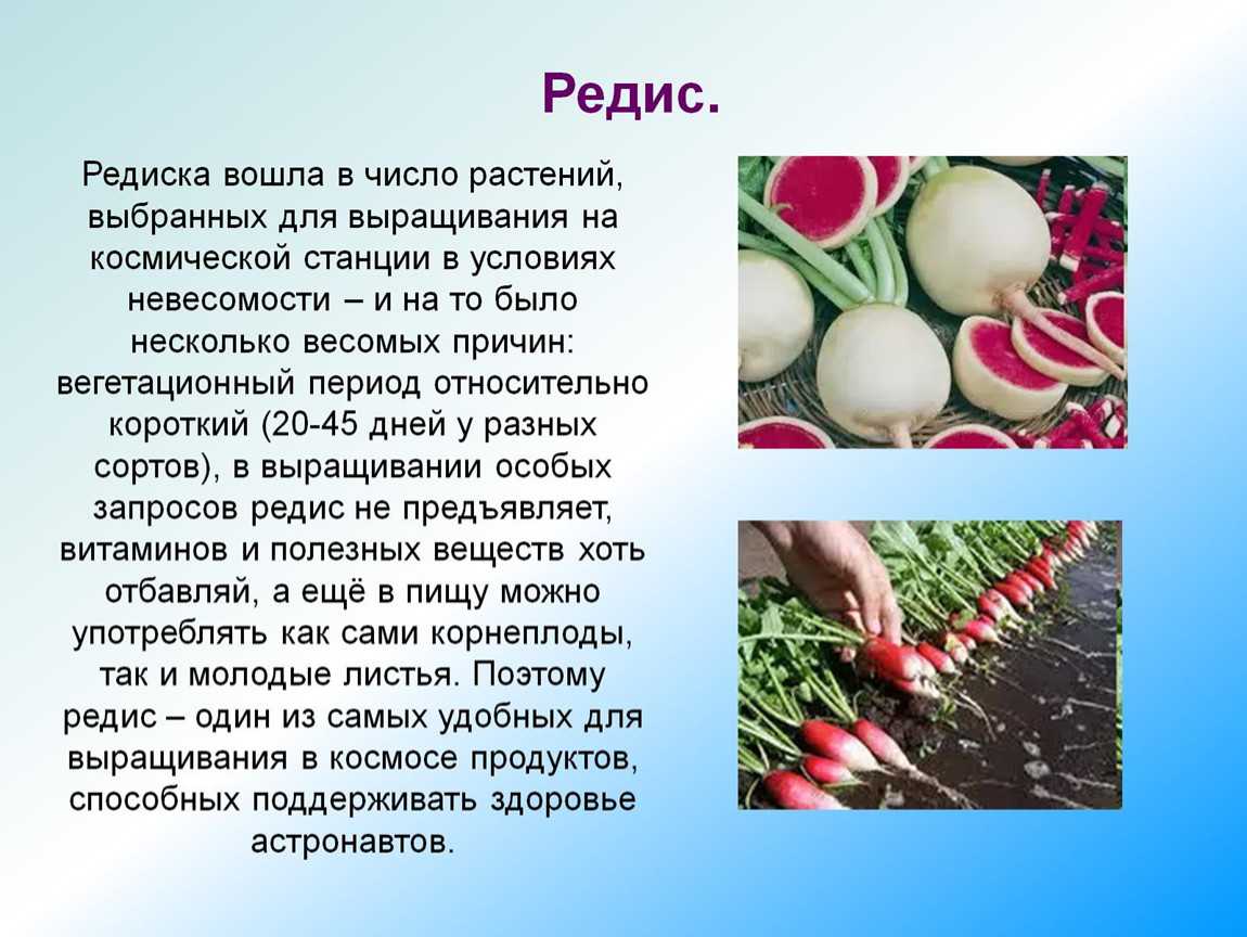 Сорта и виды редьки: скороспелые и позднеспелые