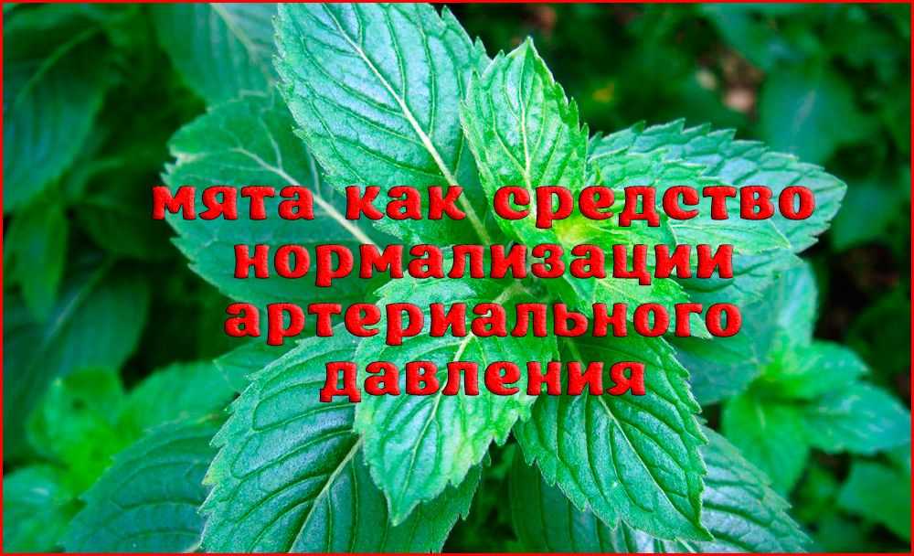 Как использовать мятные чаи для стабилизации давления