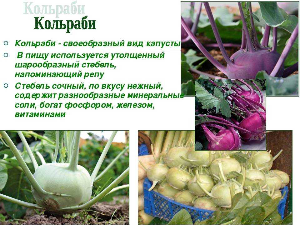 Редька: как выглядит, описание и фото, разновидности
