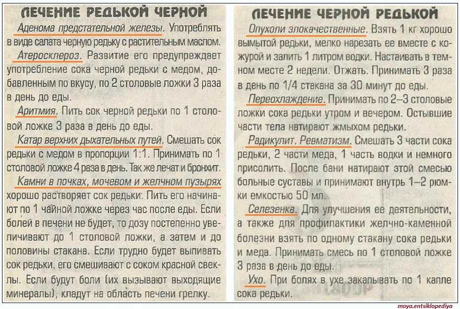 Что такое редька, каких сортов бывает и как они выглядят?