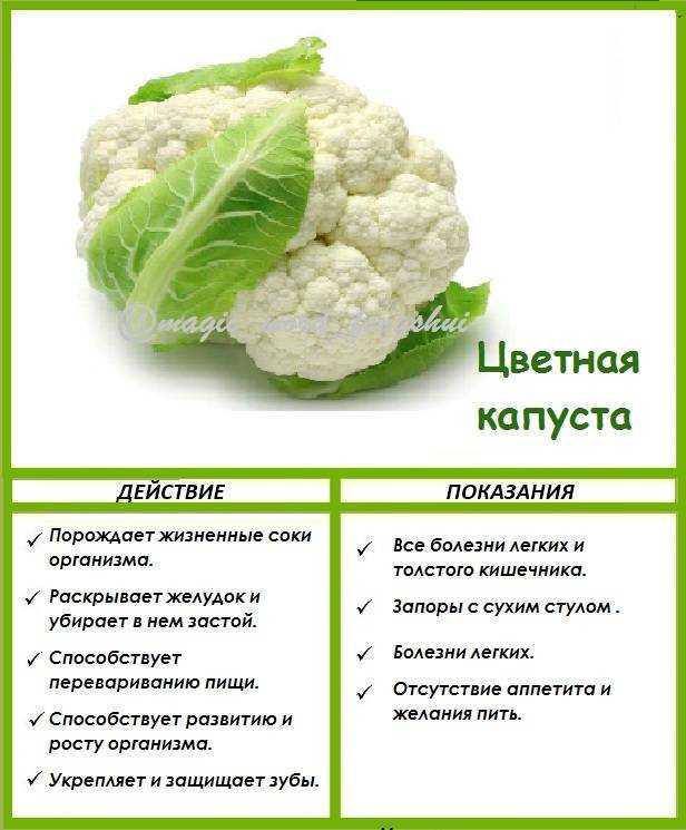 Цветная капуста: выращивание и уход в открытом грунте и теплице, сроки и правила посадки