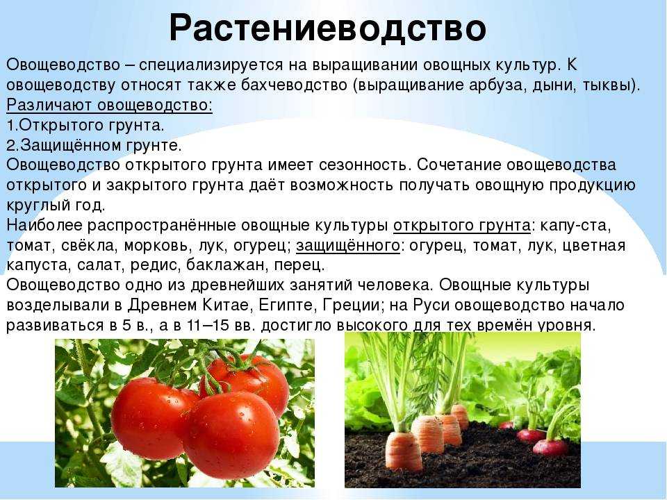 5 типичных ошибок при выращивании редьки