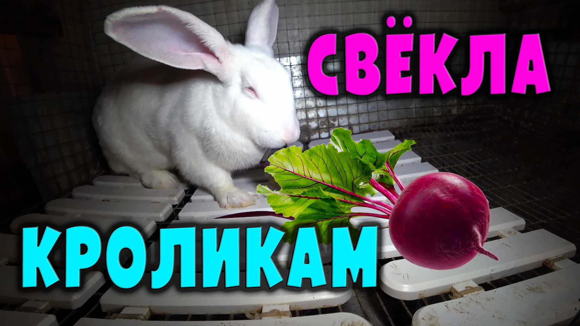Можно ли кроликам давать свеклу: все за и против
можно ли кроликам давать свеклу: все за и против
