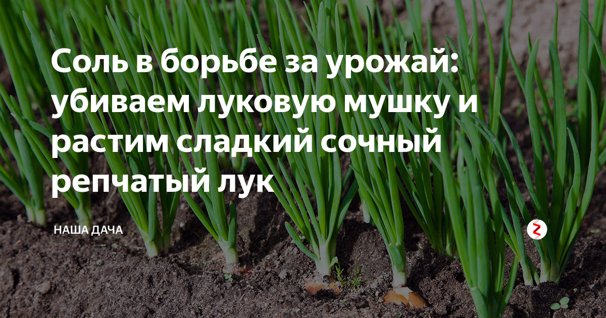 Чем обработать лук севок перед посадкой от болезней и вредителей