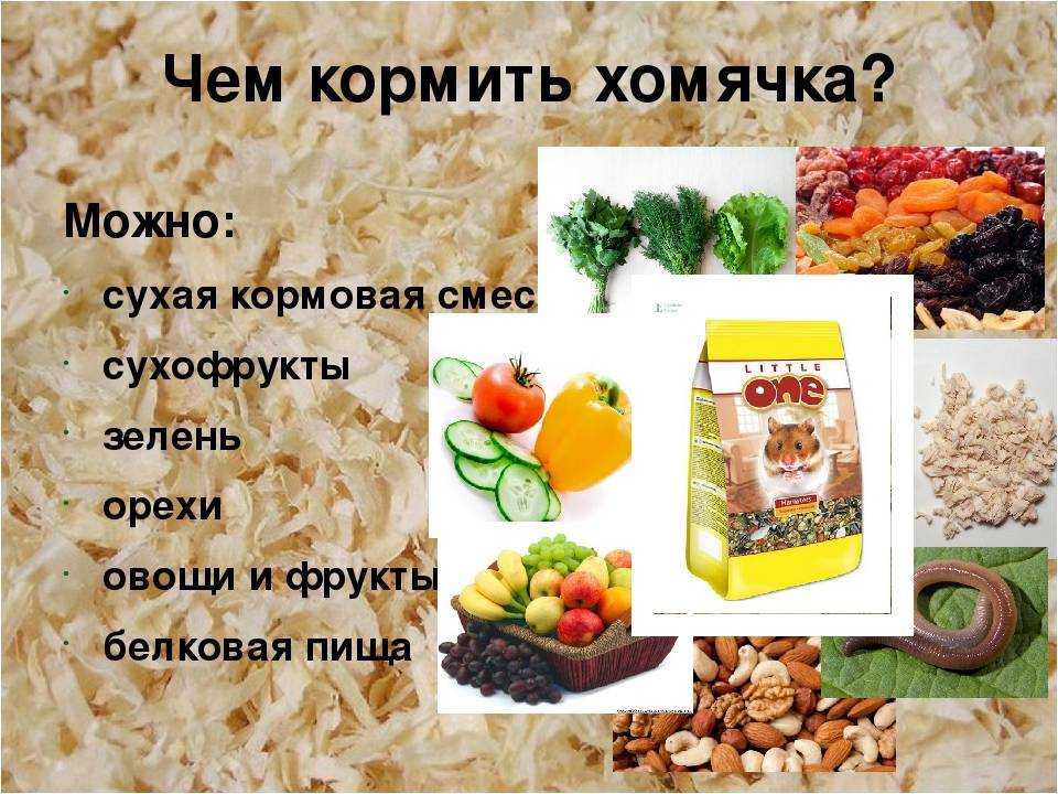 Какую траву можно и нельзя давать улиткам ахатинам — зелень из леса и огорода