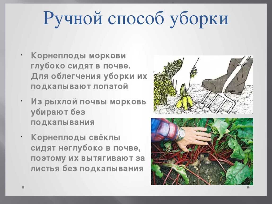 Сроки созревания популярных сельхозкультур