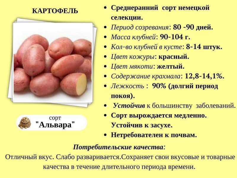 Вы узнаете о сортах картофеля с кожурой красного цвета, о его химическом составе Даны названия, описание разновидностей картошки и фото Какие из них внутри с мякотью белого и желтого оттенка Прочитаете, в чем особенность выращивания