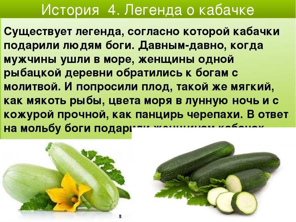 Цукини - что за овощ, польза, калорийность, как приготовить