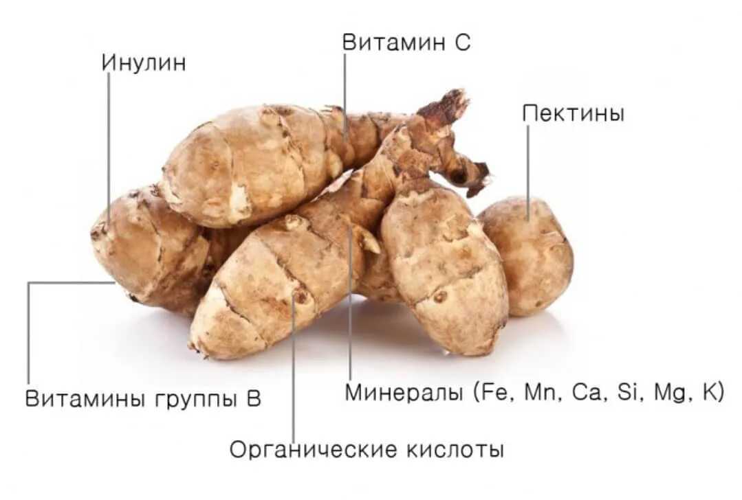 Топинамбур полезные свойства и противопоказания