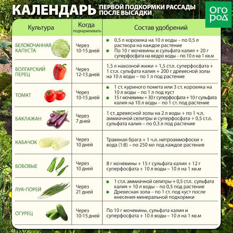 Почему желтеет укроп и что делать, чтобы спасти урожай