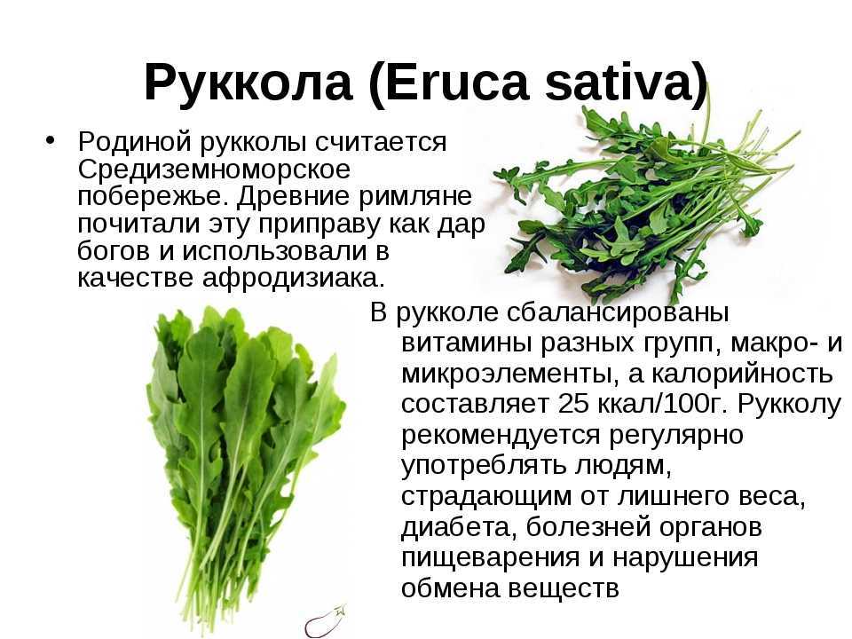 Рукола: польза и вред для здоровья мужчин и женщин, рецепт