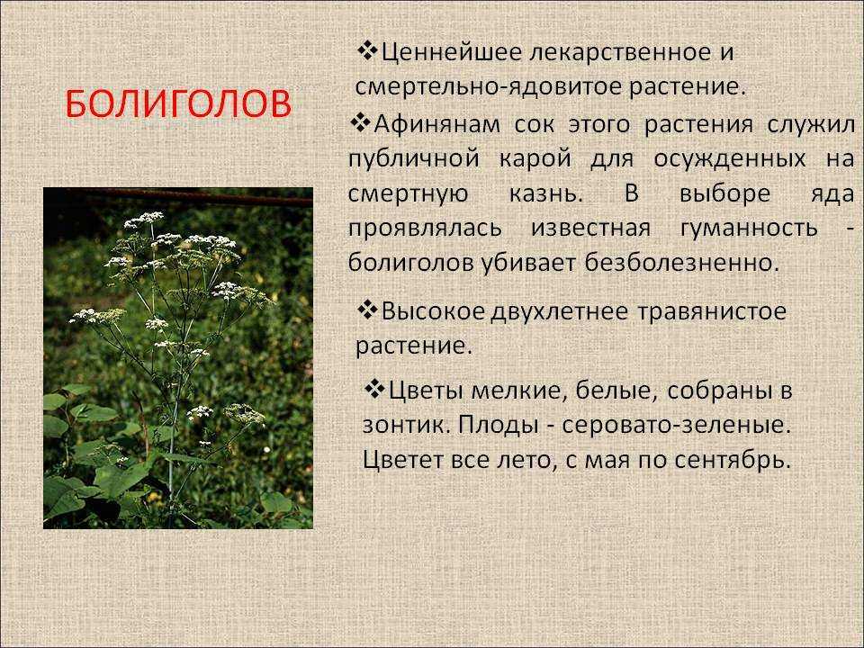 Морковь дикая, морковь обыкновенная. daucus carota l.