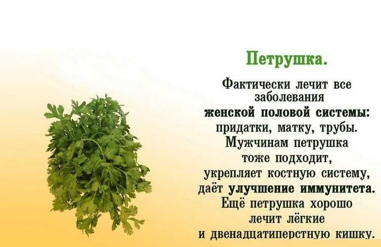 Чем полезен укроп для организма человека: свойства семян