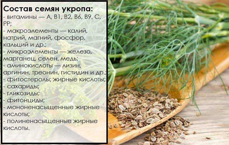 Лечебные свойства сухих семян укропа и применение | травник