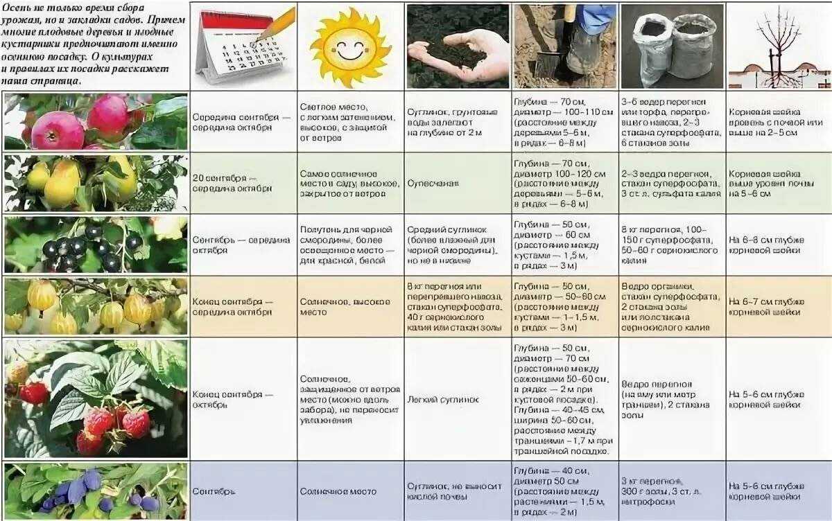 Редька: выращивание из семян на огороде, сорта