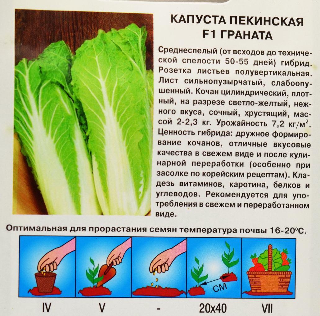 Советы по выращиванию пекинской капусты: посадка в открытый грунт, особенности выращивания