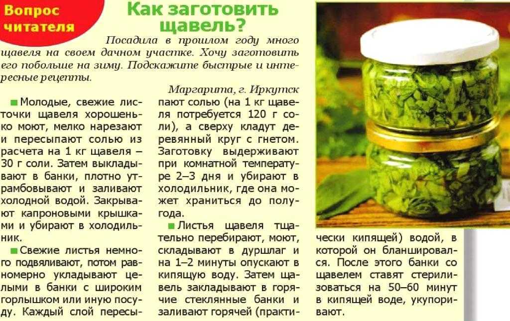 Как сохранить щавель на зиму в домашних условиях: 3 способа