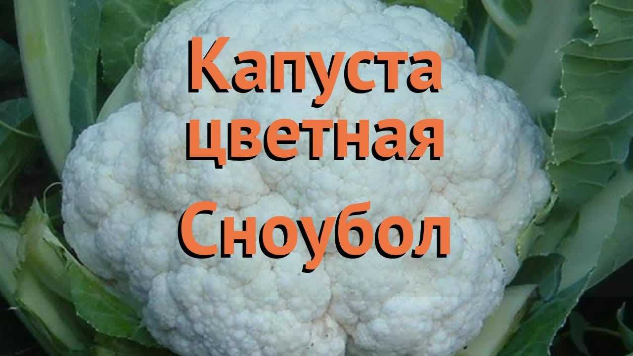 Описание, фото, характеристика и особенности выращивания сорта цветной капусты парижанка