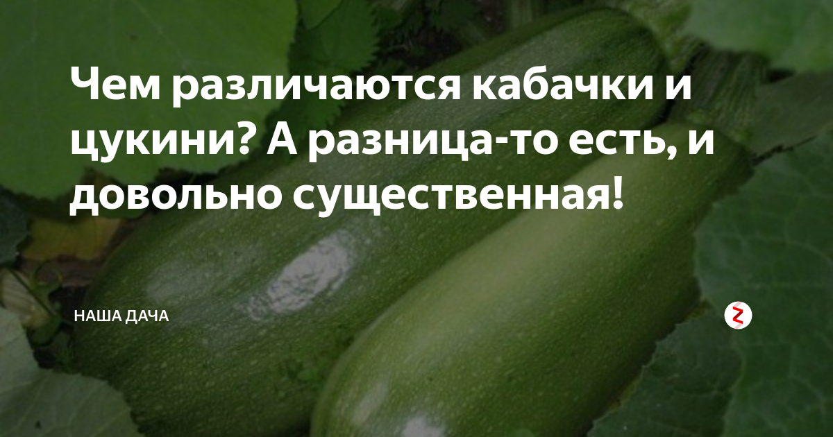 Чем отличаются цукини и кабачки: в чем принципиальная разница, разбираем вкусовые качества и условия выращивания