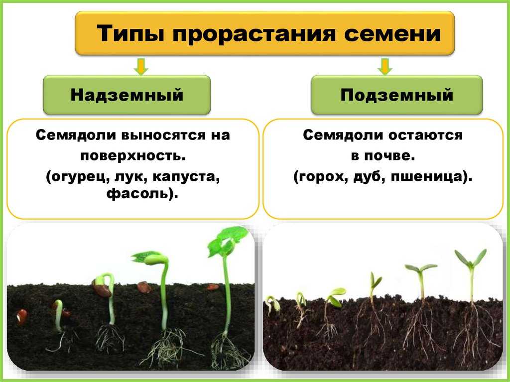 На какой день прорастают семена