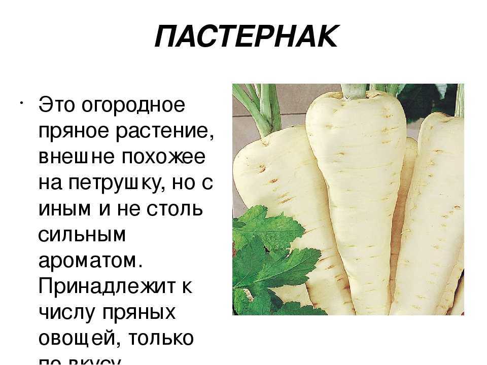 Пастернак: полезные свойства растения | food and health