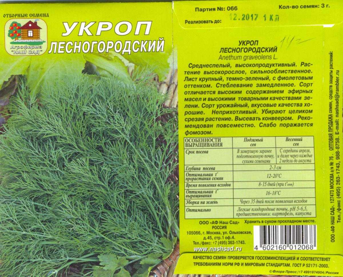 Лучшие сорта укропа на зелень | во саду и в огороде