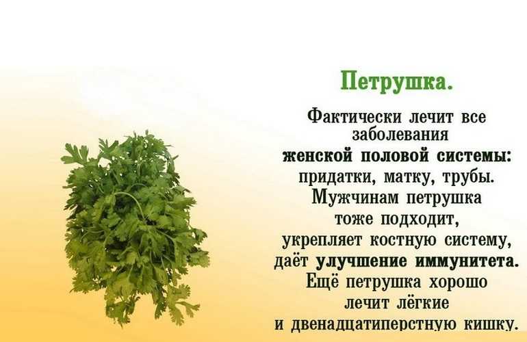 Петрушка сушеная: состав, калорийность, польза, рецепты блюд