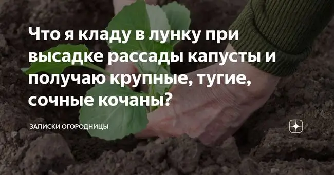 Подкормка капусты: виды удобрений и схема подкормок