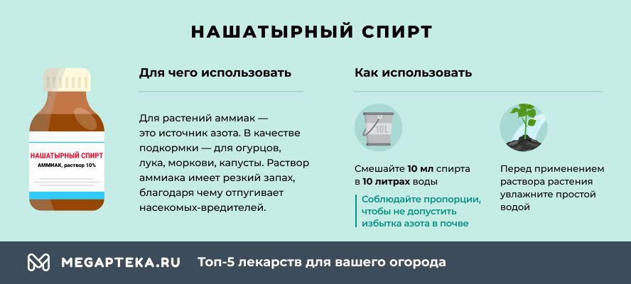 Чем подкормить укроп после всходов для быстрого роста народными средствами и не только
