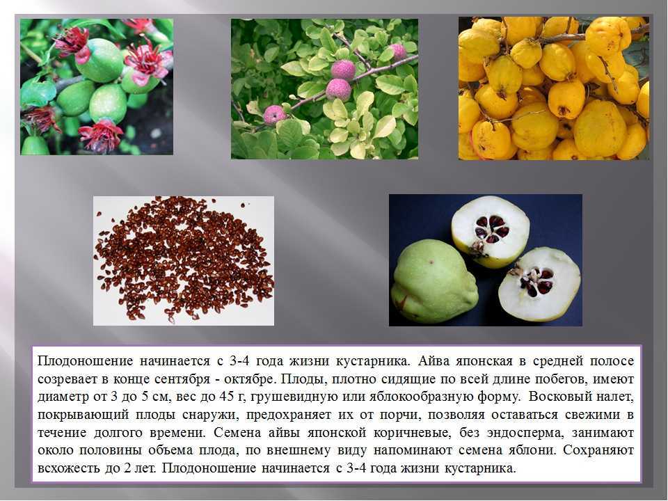 Фрукт айва: польза и вред для организма человека