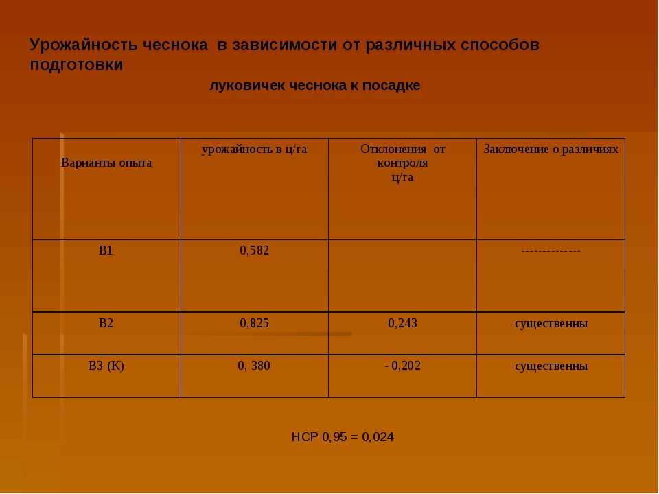 Урожайность чеснока с 1 сотки и 1 га