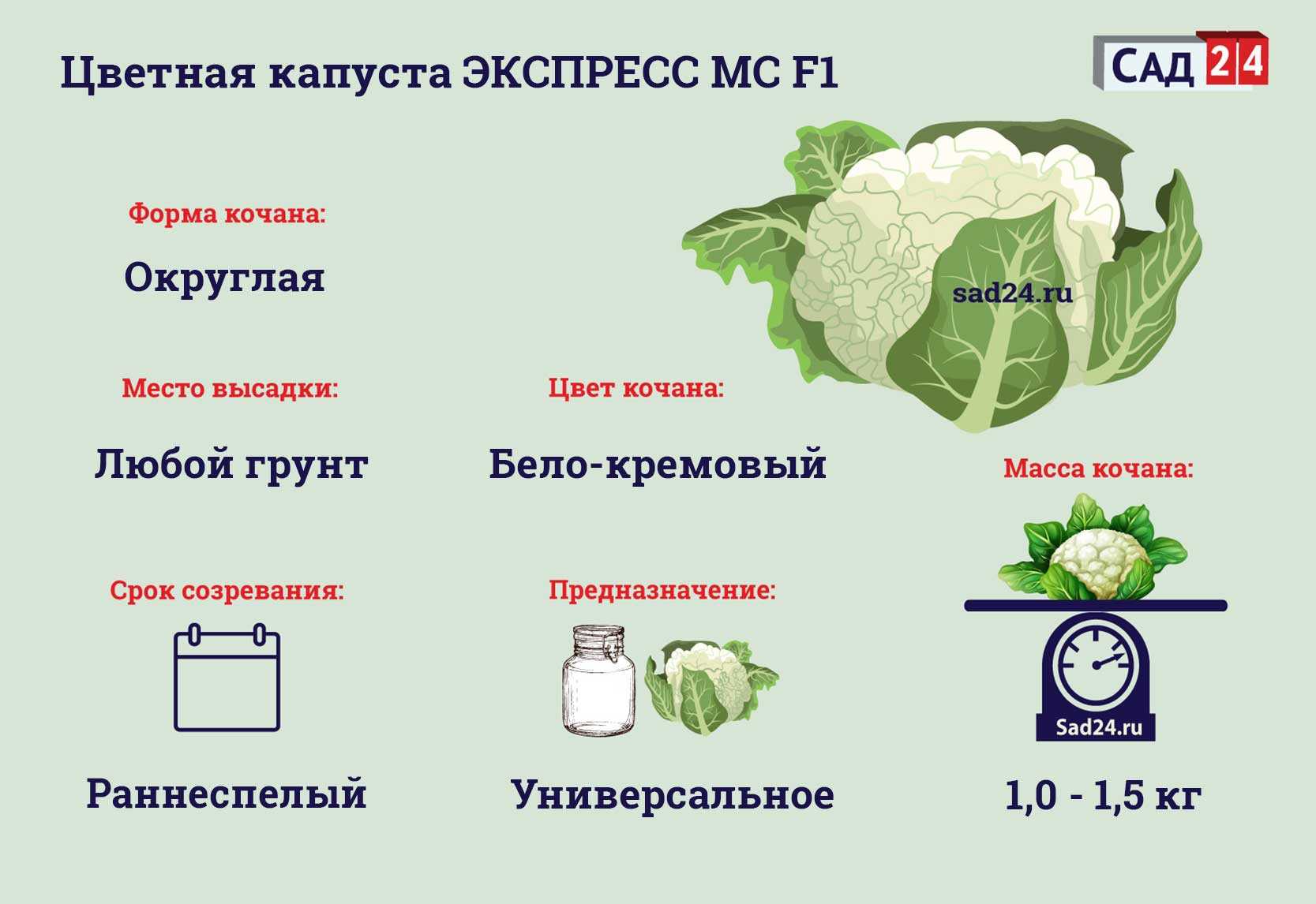 Чем подкормить капусту после высадки в грунт: народные средства и химия