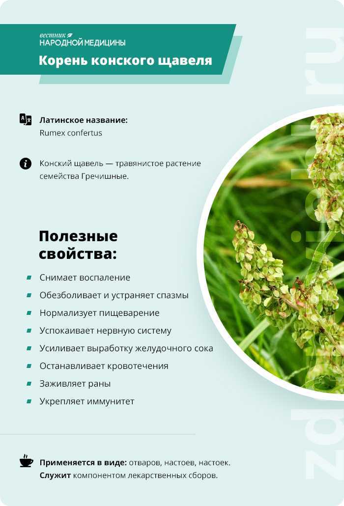 Щавель конский - описание и фото | лесная кладовая