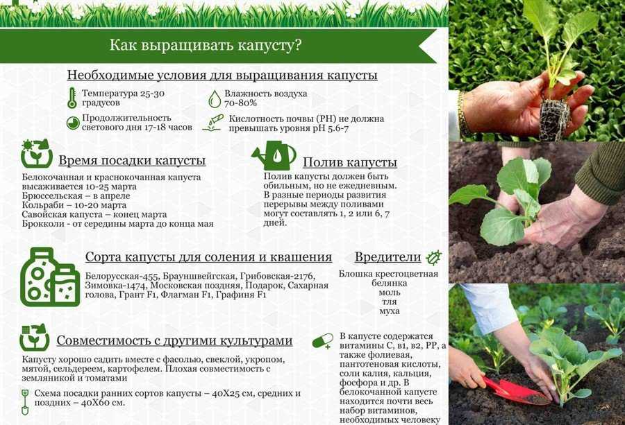 Капуста: выращивание из семян на огороде