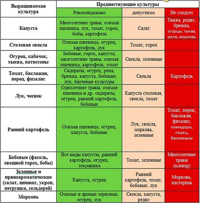 Грядка с морковью: после чего посадить оранжевый корнеплод