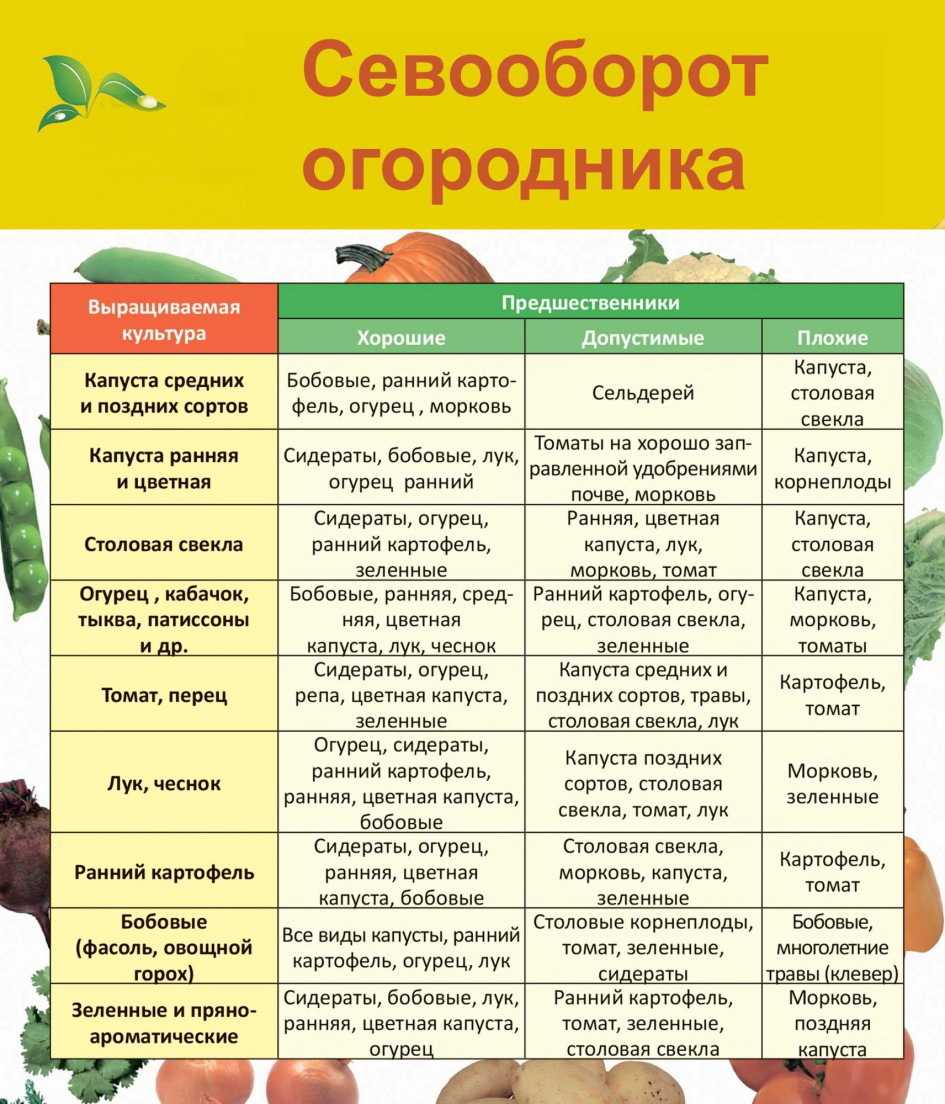 Лучшие сорта картофеля на 2023 год: самые вкусные и урожайные