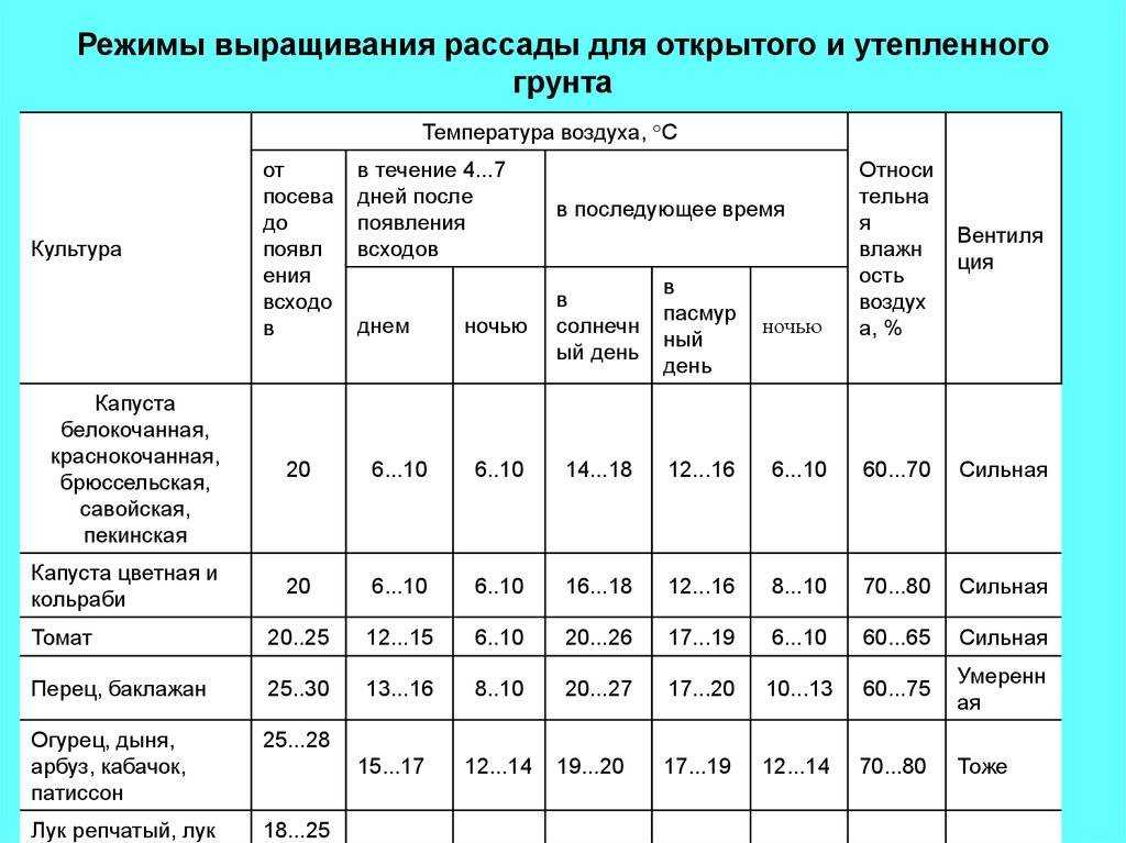 Замерзли овощи на грядках: какую температуру выдерживают посадки