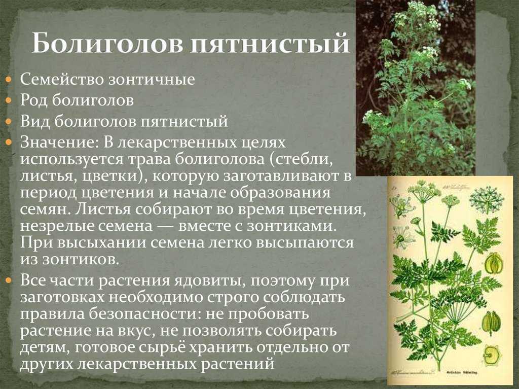 Морковь дикая: лечебные свойства растения, фото, применение в народной медицине, описание и характеристика