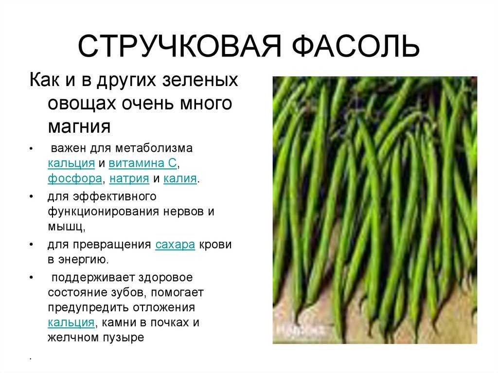 Зеленая стручковая фасоль: польза и вред, возможные противопоказания