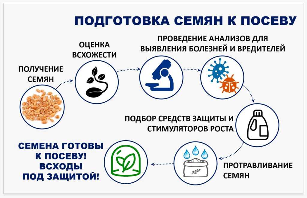 Подготовка семян моркови к посадке весной: способы обработки, правила 