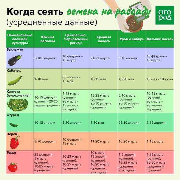 Все о выращивании брокколи: от посева до сбора урожая