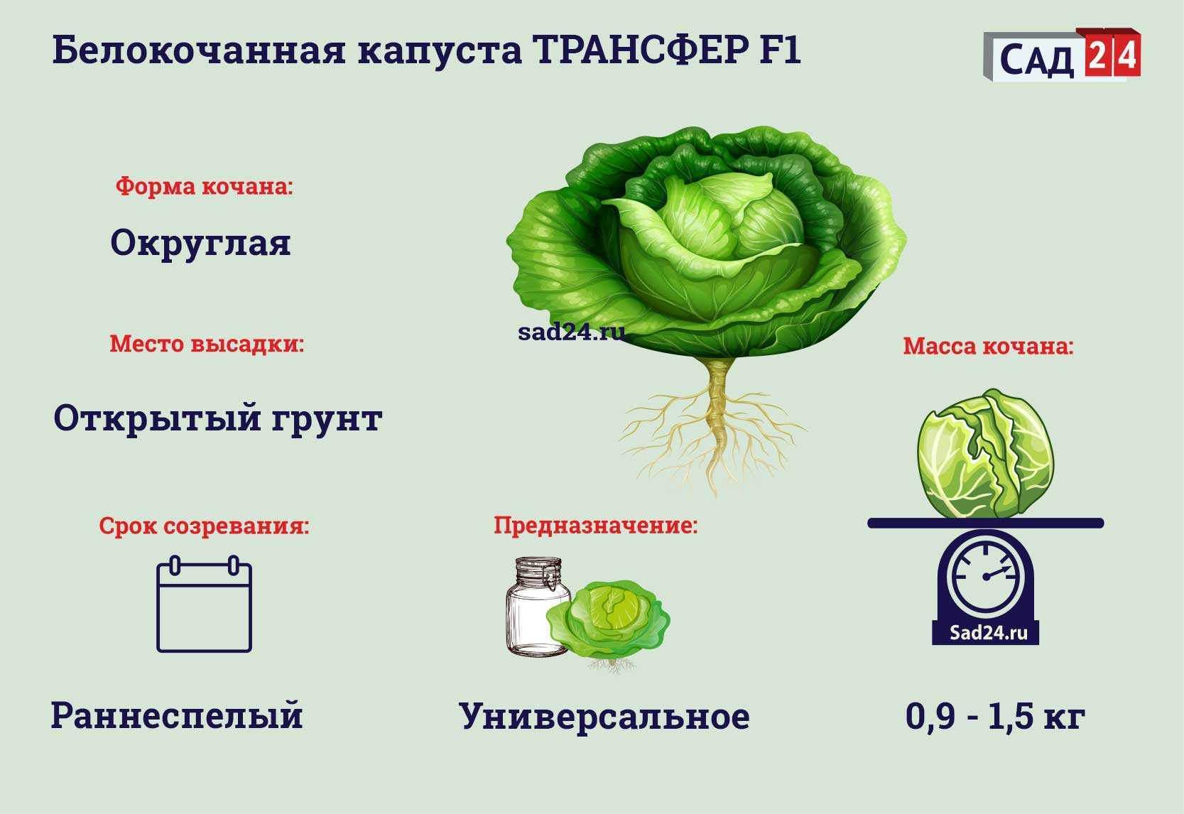 Энциклопедия капусты - сад 6 соток