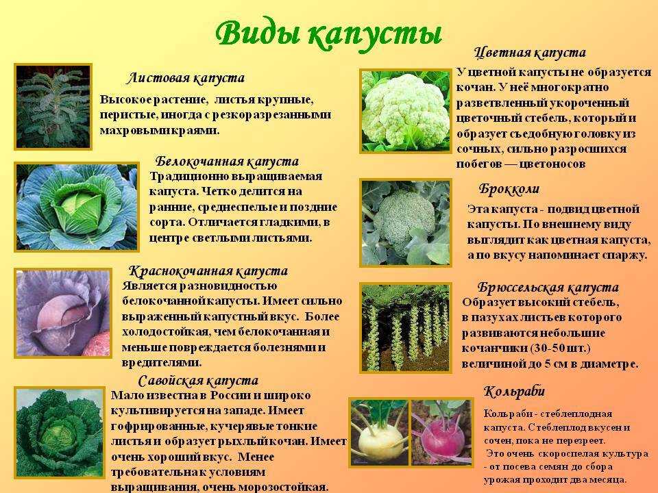 Капуста белокочанная — особенности выращивания. фото — ботаничка