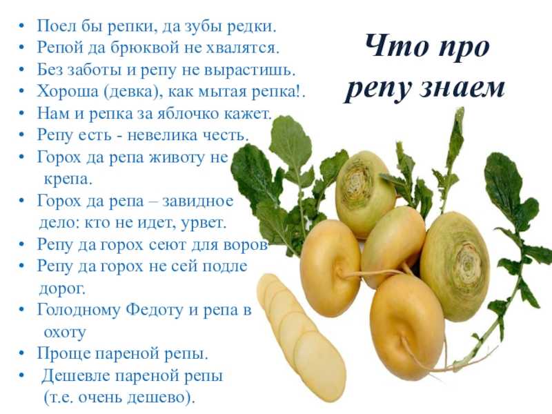 Репа: полезные свойства для организма человека. репа: противопоказания к применению и возможная побочная реакция