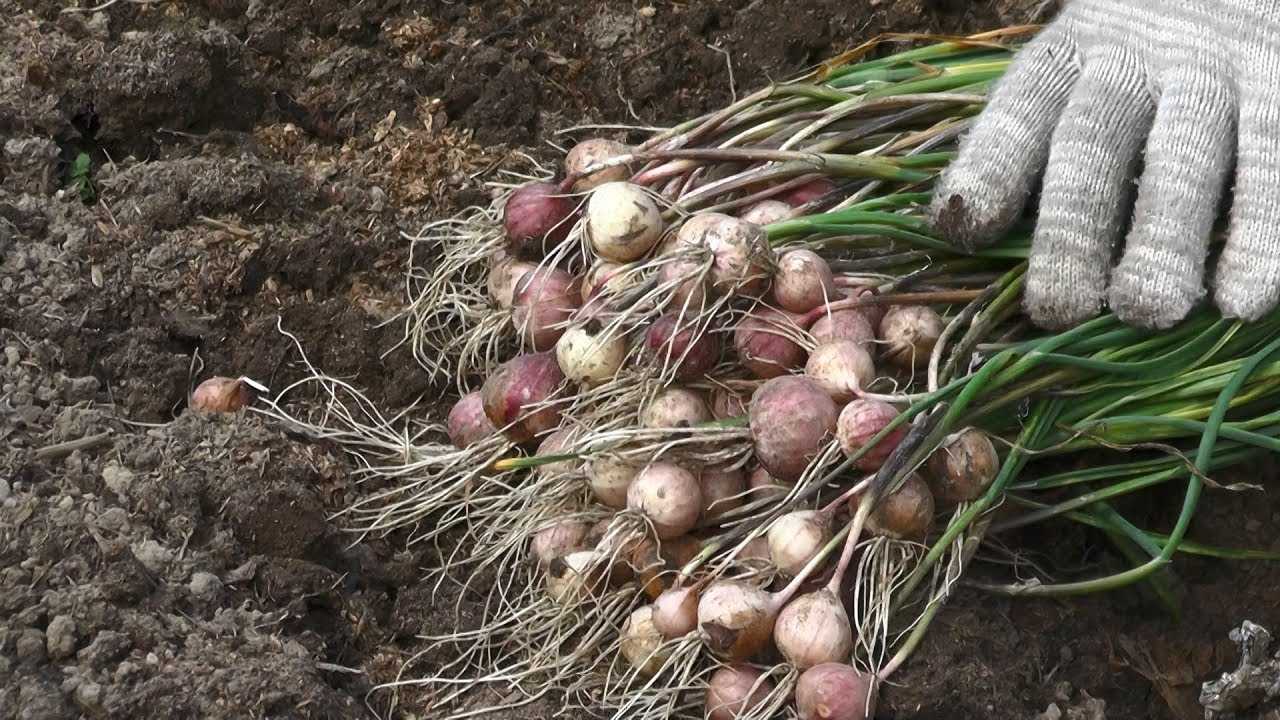 Семена чеснока: выращивание из бульбочек — бульбочки чеснока как сажать — про огород