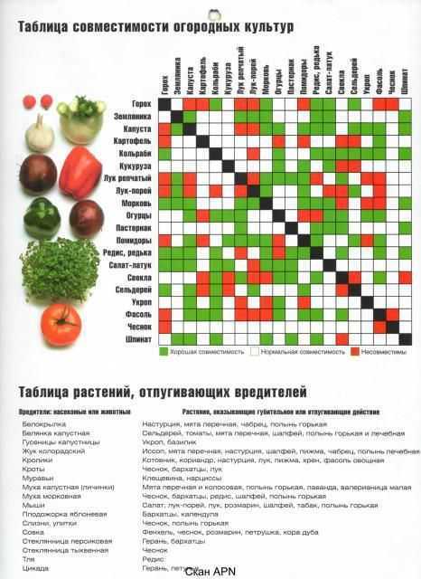 Соседство овощей на грядках: совместимые и полезные друг другу культуры, таблица друзей и врагов