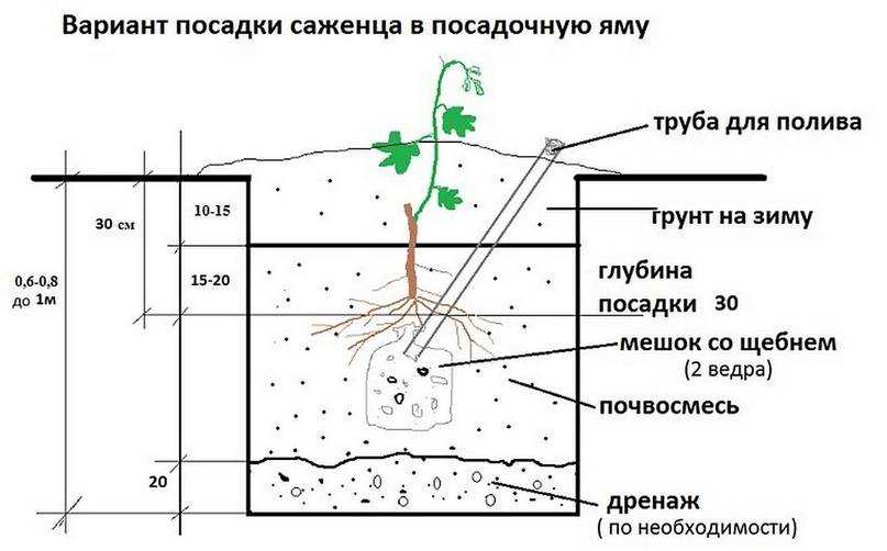 Выращивание щавеля: посадка и уход в открытом грунте – энциклопедия домовладельца