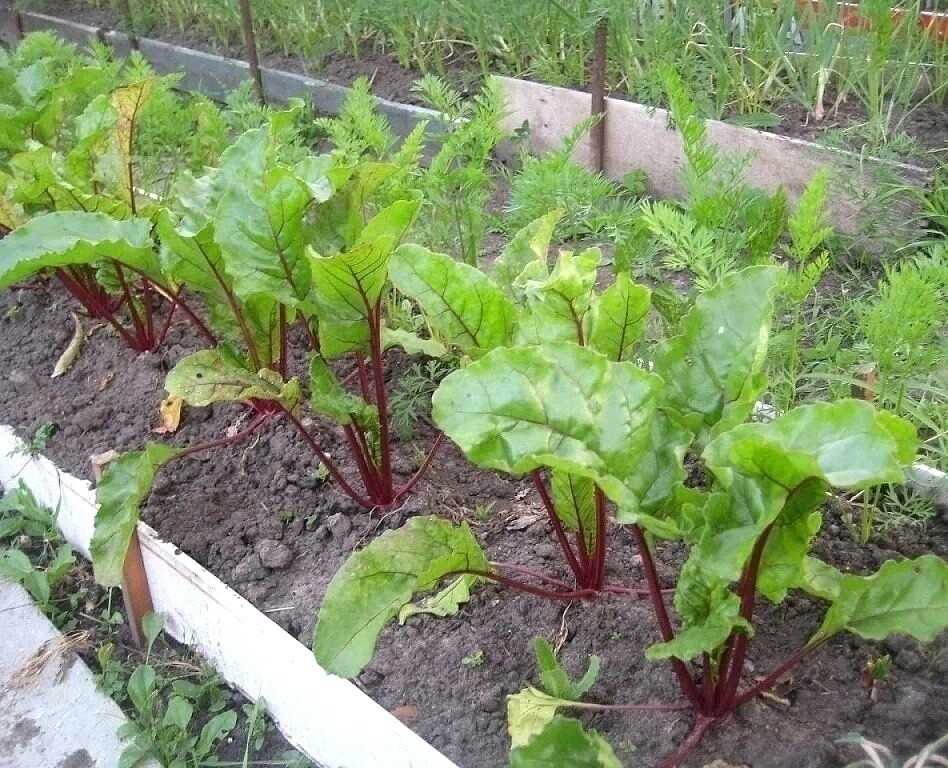 Как сделать ручную сеялку для моркови своими руками